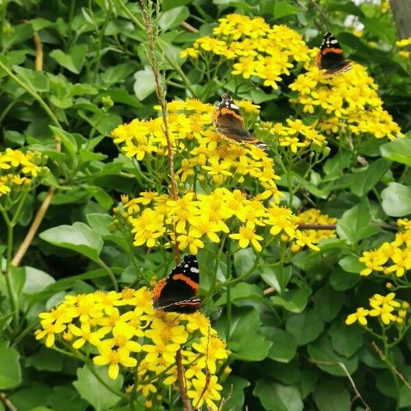 Senecio angulatus Floare