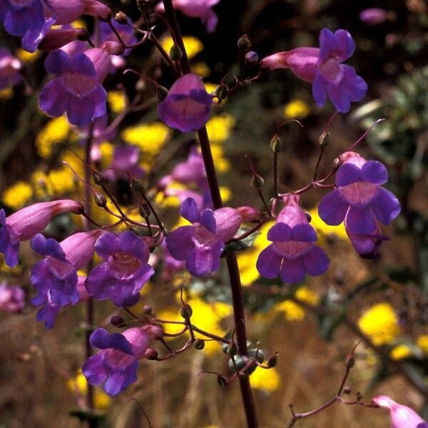 Penstemon linarioides Yeri