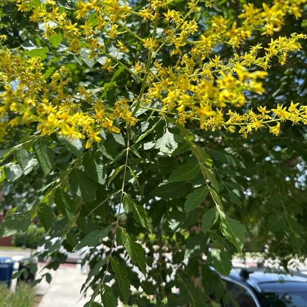 Koelreuteria paniculata Foglia