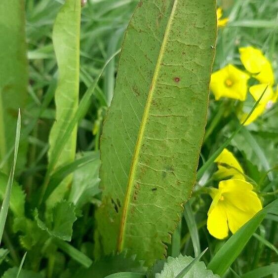 Rumex hydrolapathum Φύλλο