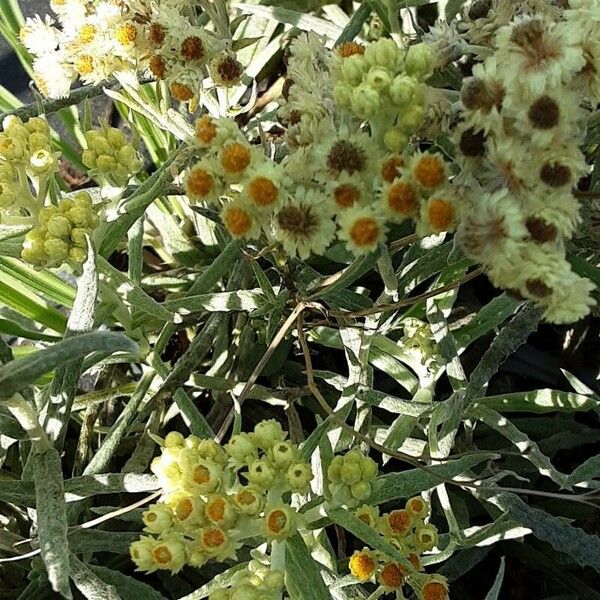 Helichrysum arenarium Flower