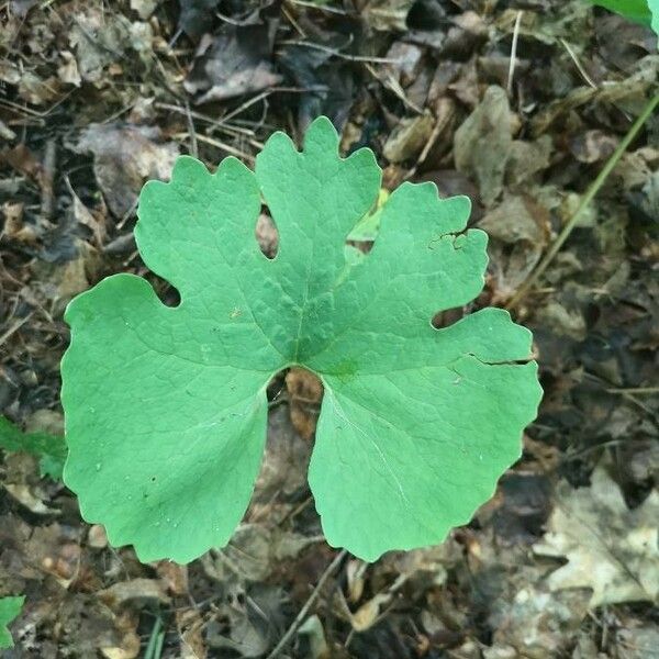 Sanguinaria canadensis ഇല