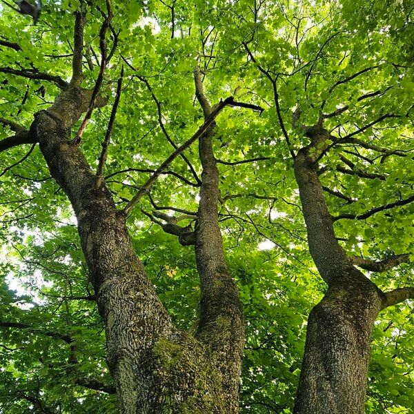 Acer saccharum Celota