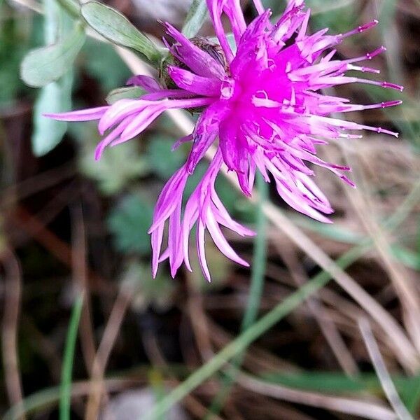 Centaurea paniculata Flower