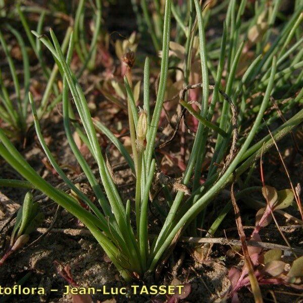 Littorella uniflora Цветок