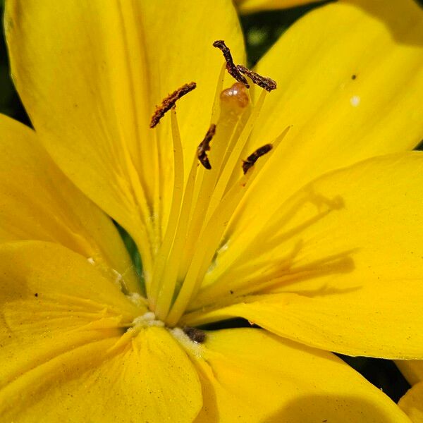 Lilium bulbiferum 花