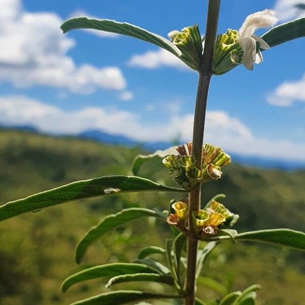 Leucas jamesii Flower