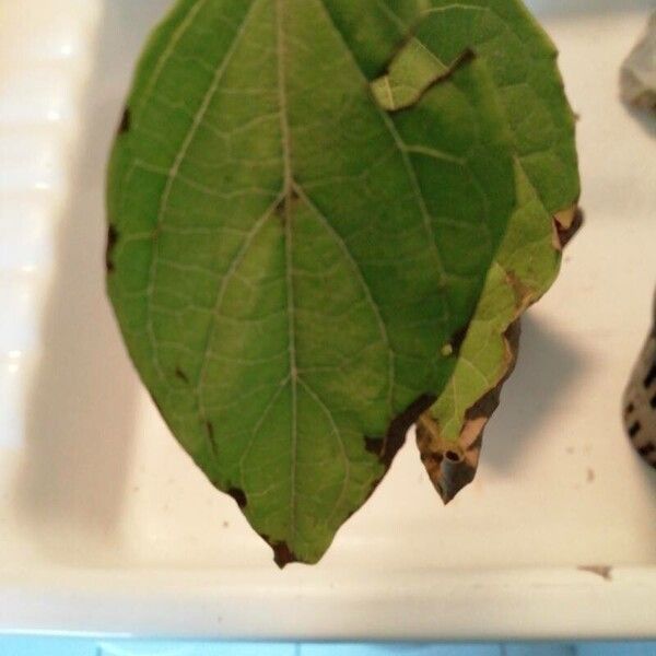 Cordia dichotoma Leaf