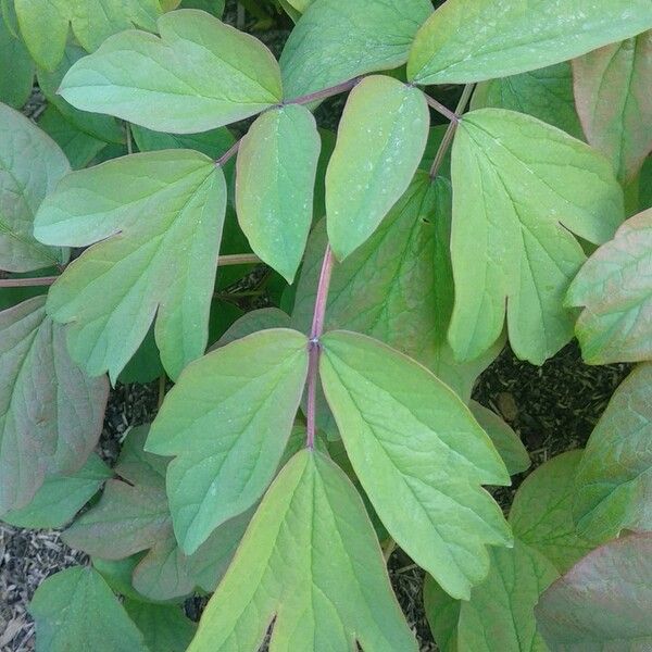 Paeonia ostii Levél