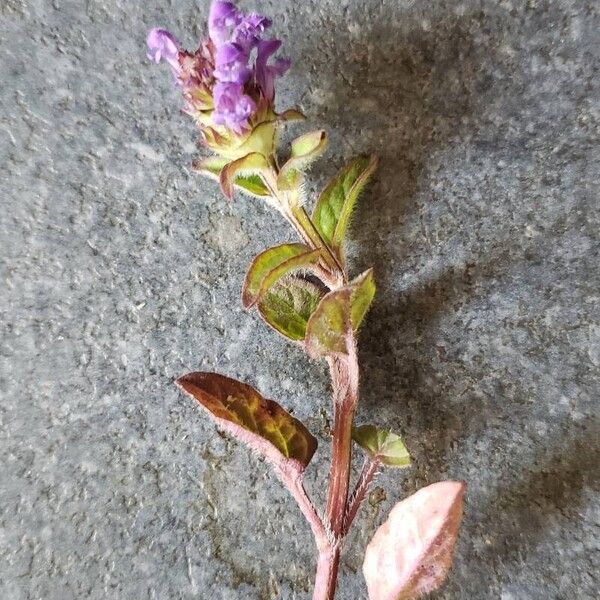 Prunella vulgaris Leaf