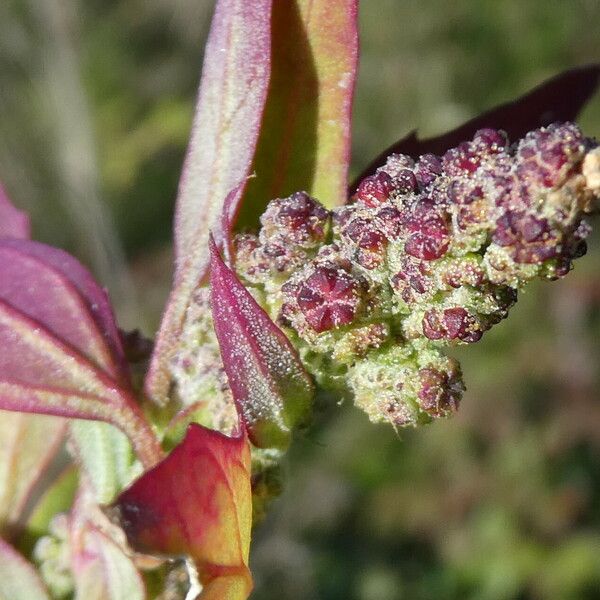 Chenopodiastrum murale Fiore