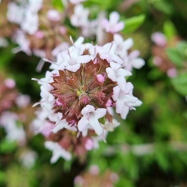 Thymus serpyllum Floare