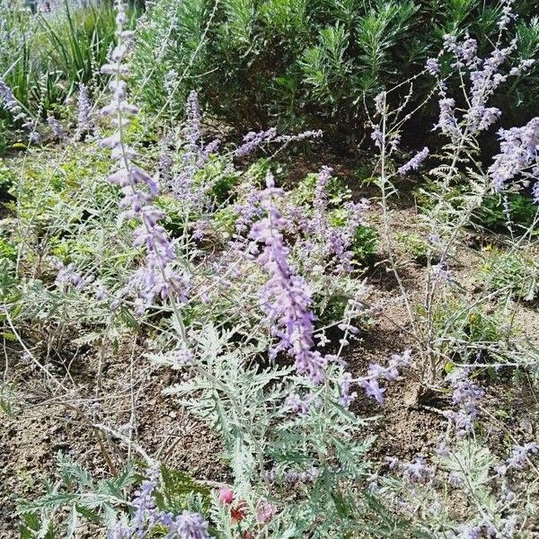 Perovskia atriplicifolia Kwiat