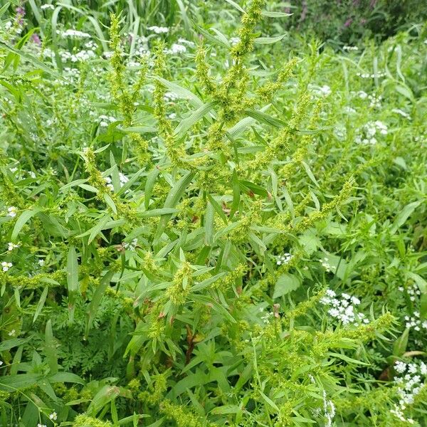 Rumex maritimus عادت داشتن