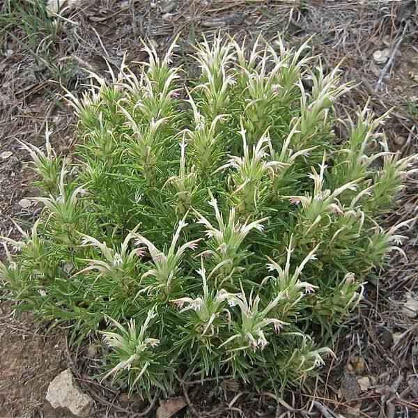 Castilleja sessiliflora Habit