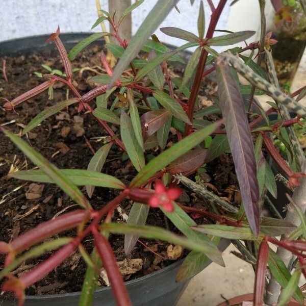 Ludwigia alternifolia Blad