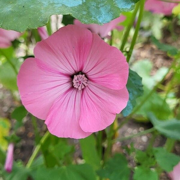 Malope trifida Flower