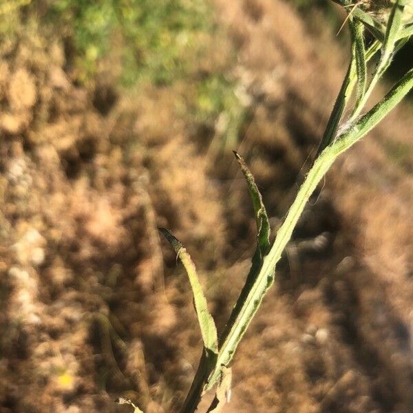 Centaurea melitensis Blatt