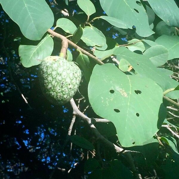 Annona senegalensis Fruct