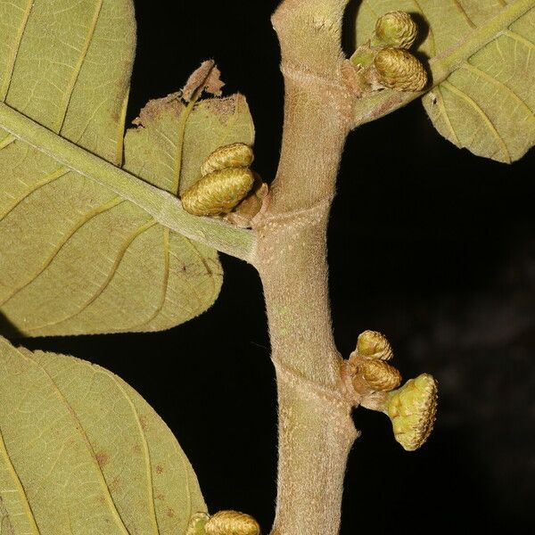 Castilla elastica പുറംതൊലി