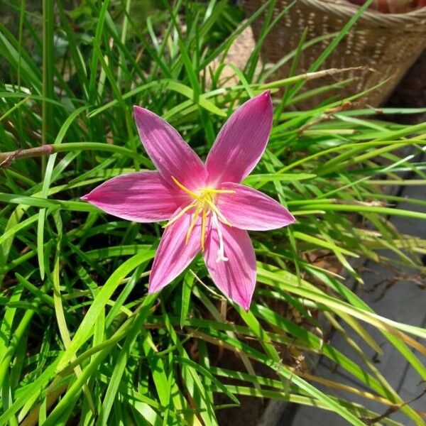 Romulea rosea Flower