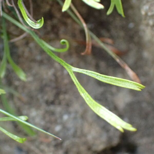 Asplenium septentrionale Ліст