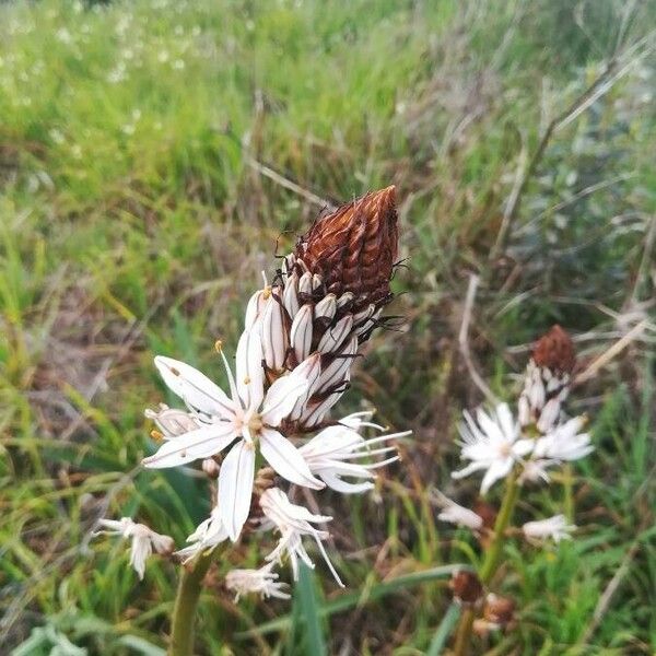 Asphodelus ramosus Flor