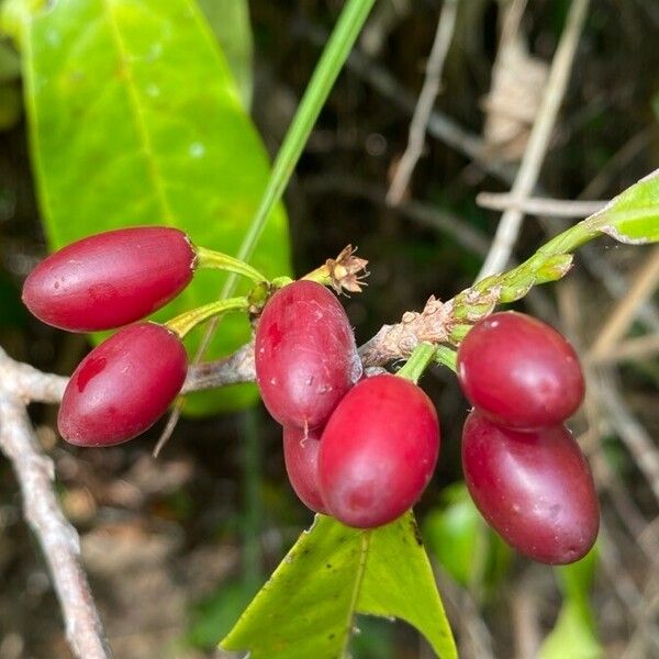 Erythroxylum squamatum Vrucht