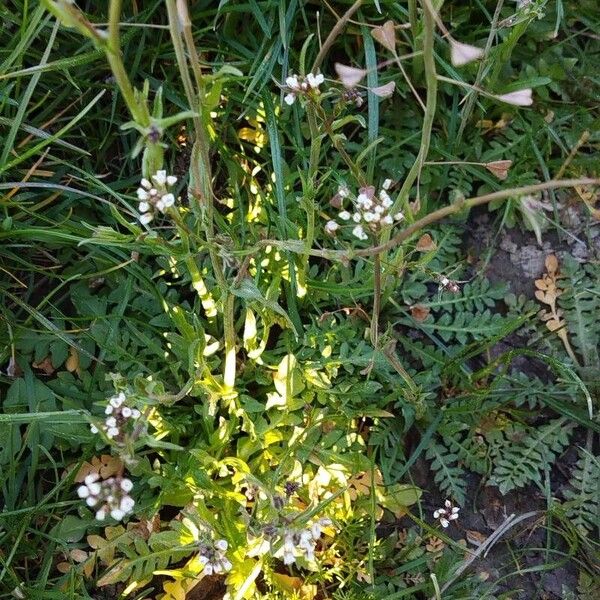 Capsella bursa-pastoris Blad