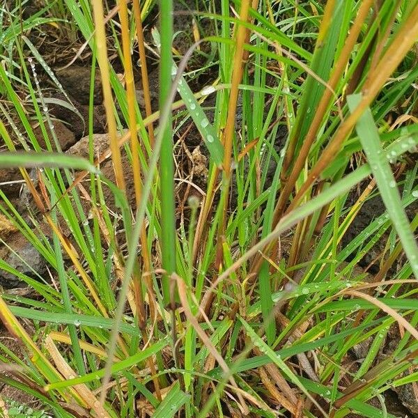 Themeda triandra Blad