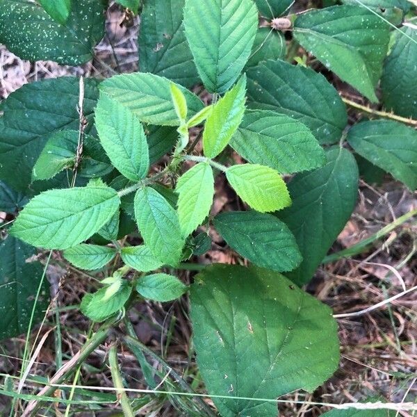 Rubus boraeanus Leaf