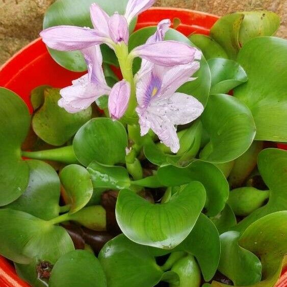 Pontederia crassipes Flor