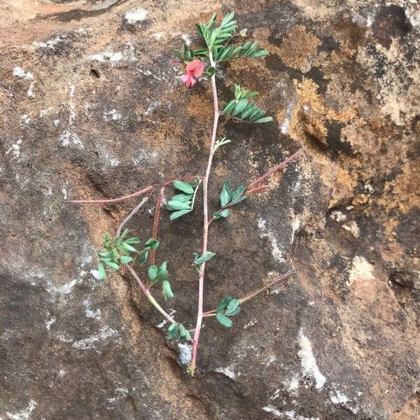 Indigofera brevicalyx Leaf