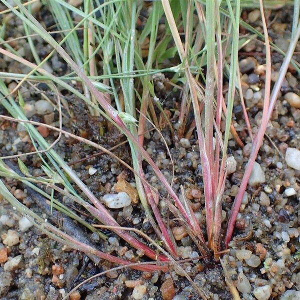 Juncus bufonius Staniste