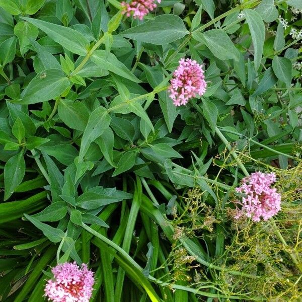 Valeriana lecoqii Bloem