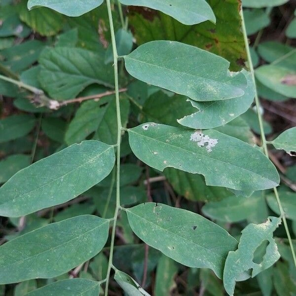 Robinia viscosa Fuelha