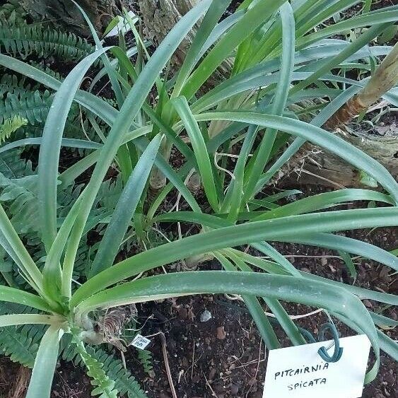 Pitcairnia spicata Levél