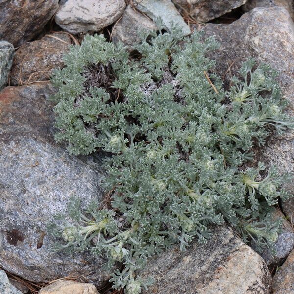 Artemisia umbelliformis Leaf