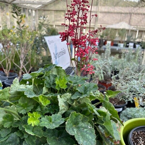 Heuchera sanguinea Flower