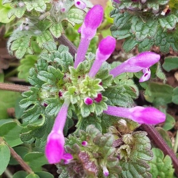 Lamium amplexicaule Flors