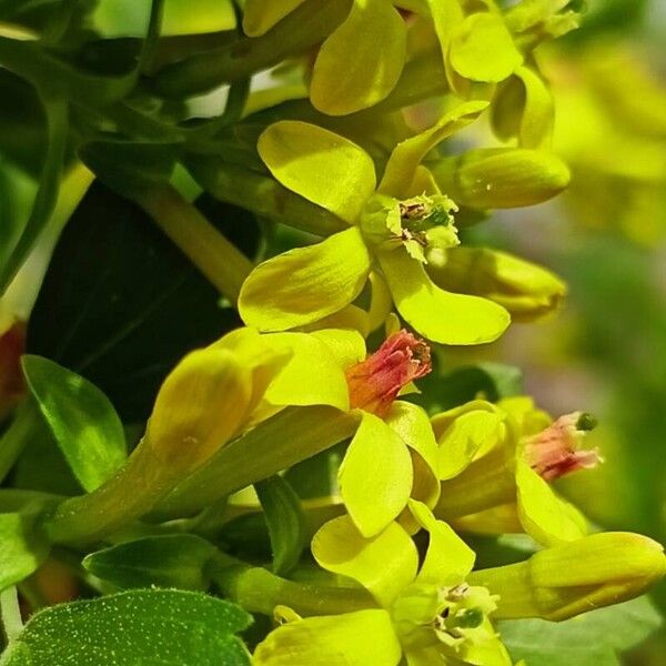 Ribes aureum 花