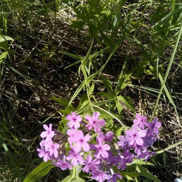 Phlox pilosa Кветка