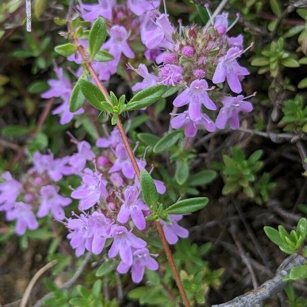 Thymus dolomiticus ᱵᱟᱦᱟ