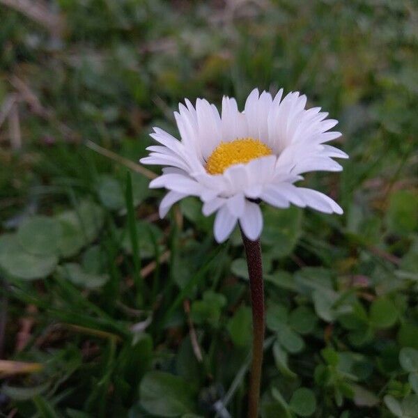 Bellis perennis Kvet