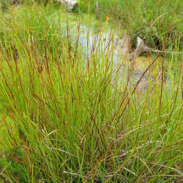 Carex heleonastes Staniste