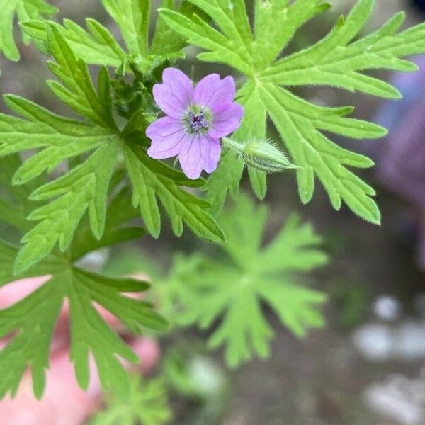 Geranium bicknellii Fleur