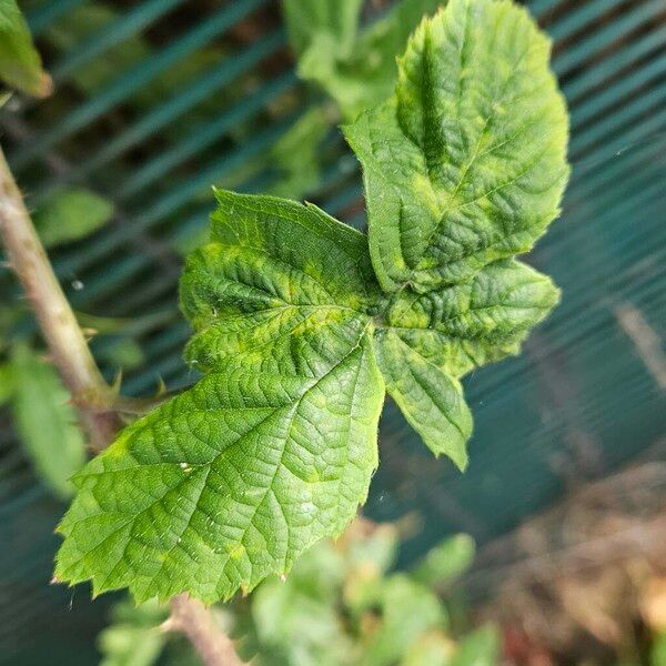 Rubus pruinosus ഇല