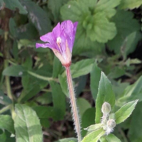 Epilobium hirsutum Цвят