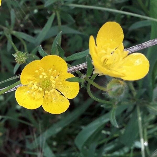 Ranunculus acris Žiedas