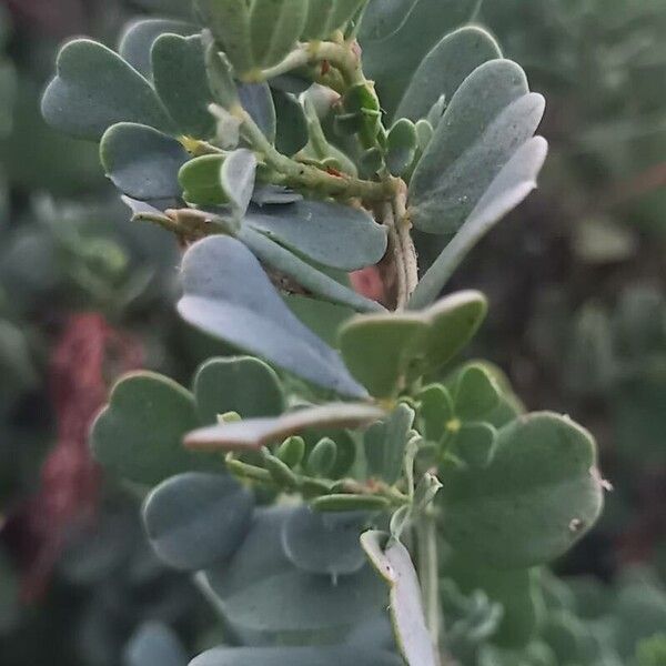 Coronilla glauca Leaf